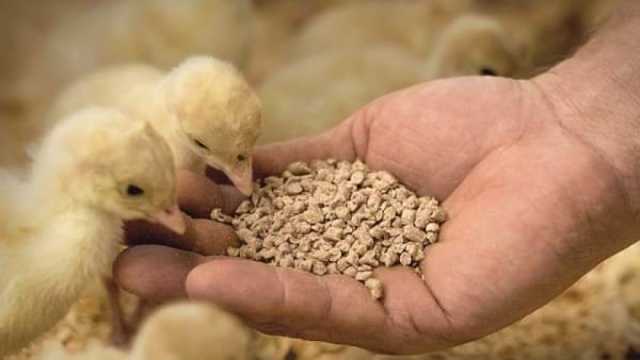أسعار الأعلاف في بورصة الدواجن اليوم الأحد 12-5-2024