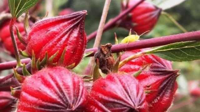 10 فوائد صحية لا تعرفها عن نبات الخطمي.. منها علاج مشكلات الجهاز الهضمي