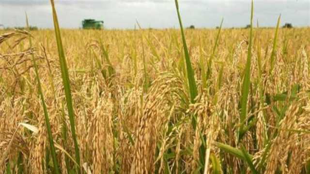نقيب الفلاحين: استقرار سعر طن الأرز الشعير اليوم.. وتوقعات بانخفاضه في هذا الموعد