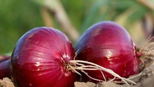 تعرف على أسعار البصل اليوم في الأسواق.. انخفاض 10 جنيهات