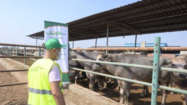 توفير 311 عجل أضاحي و155 طن لحوم لتوزيعها على المستحقين في الفيوم