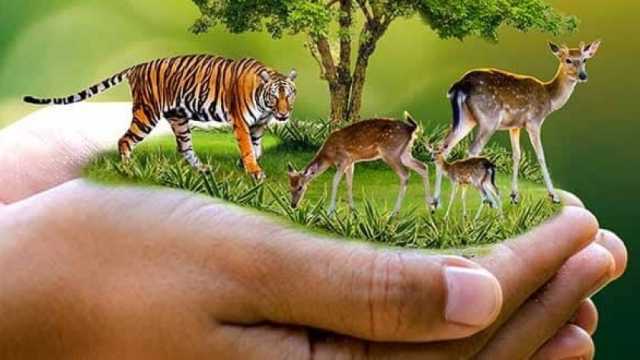 أستاذ دراسات بيئة: الحيوانات لها دور كبير في الحفاظ على التوازن البيئي