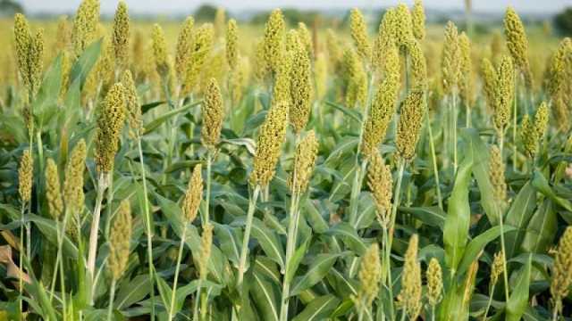 أبرزها سعر طن الذرة البيضاء.. تراجع البقوليات اليوم