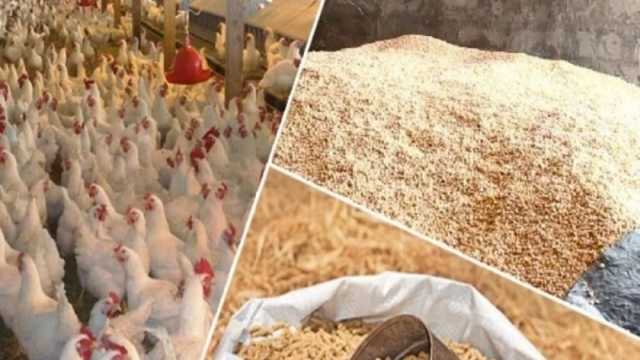 أسعار العلف اليوم في المحافظات.. 600 جنيه انخفاضا بالطن