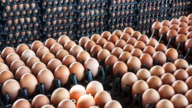 «منتجي الدواجن»: انخفاض أسعار البيض فى شهر أكتوبر المقبل