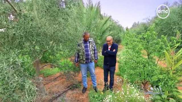 مُقاوم للأمراض ويتكيف مع أي درجة حرارة.. «باب رزق» يعرض مميزات النحل المصري