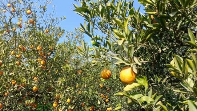 استشاري تنمية مستدامة: صاردات مصر من الموالح تصل إلى 7 ملايين طن سنويا