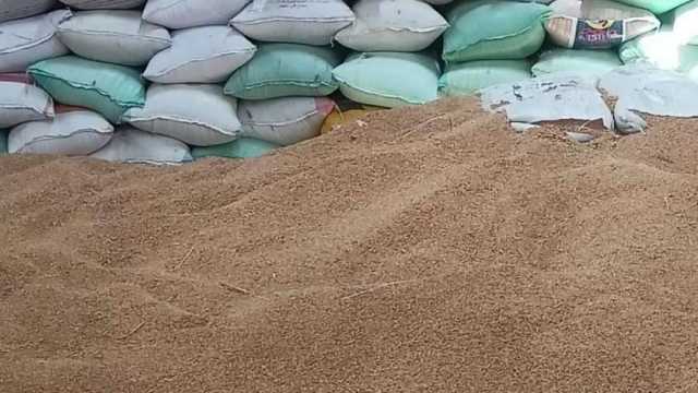 مصدر بـ«التموين»: الحكومة تدرس رفع أسعار توريد المزارعين للقمح