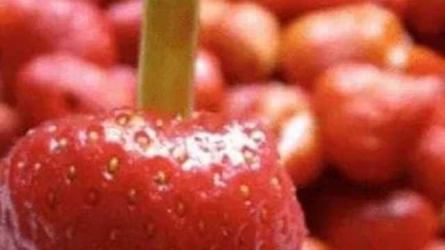 استشاري مناعة يوضح فوائد الفراولة.. تؤخر الشيخوخة