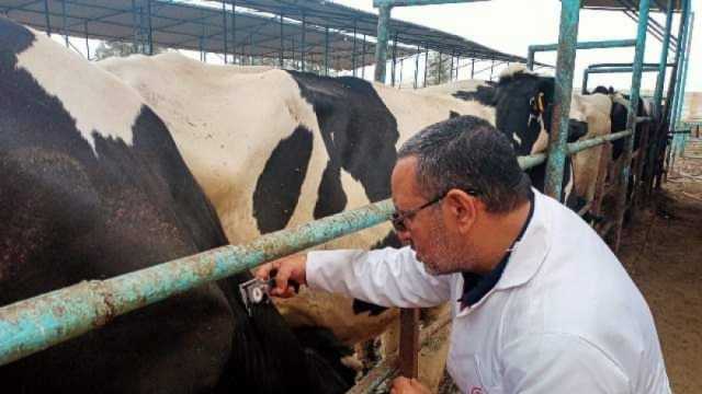 فحص 3 آلاف رأس ماشية ضد مرضي البروسيلا والسل البقري بالشرقية