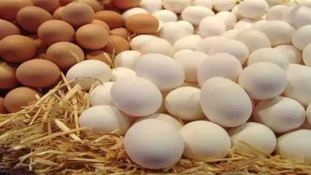 سعر كرتونة البيض اليوم الأربعاء 30-10-2024 في الأسواق