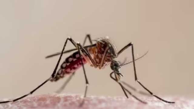 7 طرق فعالة للتخلص من البعوض والنمل.. مكونات طبيعية موجودة في مطبخك