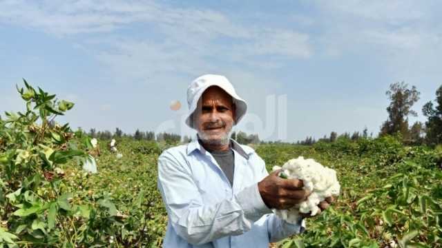 سعر القطن اليوم في البحيرة بالمزاد الأخير.. «جيزة 86» يسجل 10 آلاف جنيه