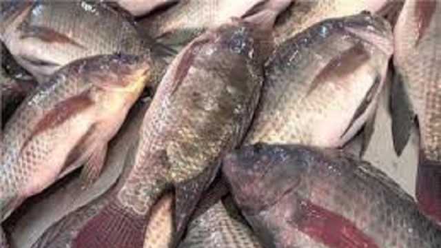 انخفاض ملحوظ في أسعار السمك اليوم.. «الماكريل» تراجع 23 جنيها