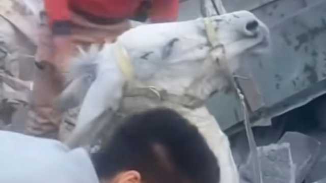 «حتى الحيوانات لم يرحموها».. فيديو يوثق لحظة إنقاذ «حمار» من تحت أنقاض غزة