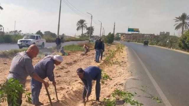 زراعة 1210 أشجار مثمرة في مطاي وسمالوط بالمنيا ضمن المبادرة الرئاسية