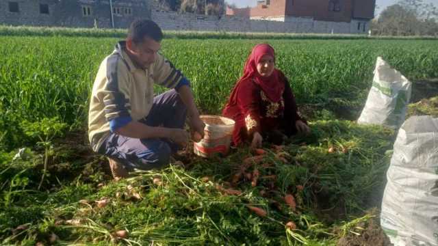 «يحارب السرطان ويقوي النظر».. موسم حصاد محصول الجزر يجلب الخير لأهالي المنوفية