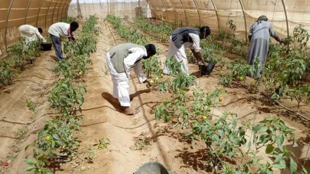 10 سنوات إنجازات.. «وادي حوضين» مشروع متكامل في صحراء البحر الأحمر