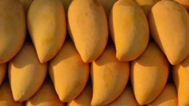 أسعار المانجو في سوق العبور اليوم الأربعاء 3-7-2024
