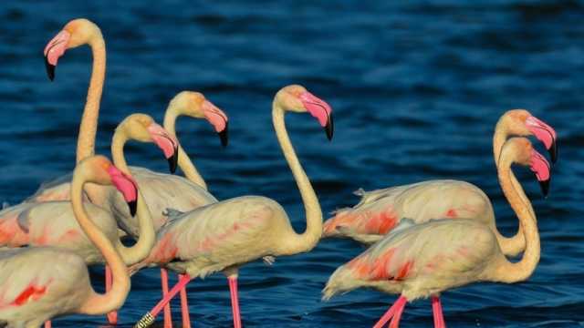 انطلاق فعاليات النسخة الثانية من مهرجان هجرة الطيور في بورسعيد اليوم