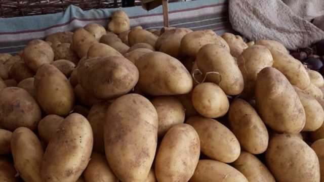 أسعار البطاطس اليوم في سوق العبور.. تبدأ من 8 جنيهات