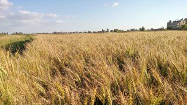 الحكومة: قرار رفع سعر توريد أردب القمح جاء دعما للمزارع المصري