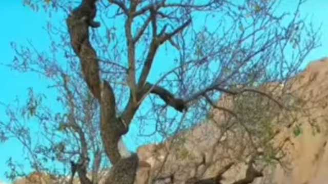 قصة جبل عباس بسانت كاترين.. حلم الخديوي غير المكتمل