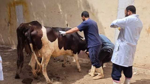 فحص 149 ألف رأس ماشية في قوافل بيطرية بقرى حياة كريمة
