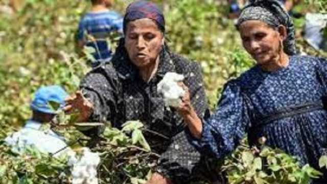 «بحوث القطن»: زراعة 70 ألف فدان مقسمة على 7 أصناف تجارية هذا العام