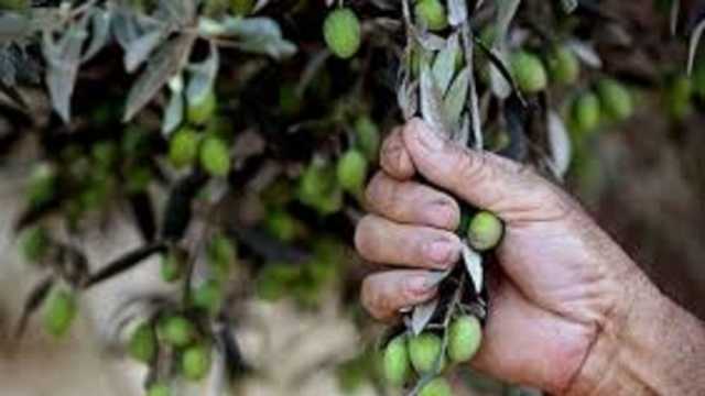 شجرة الزيتون.. رمز الصمود الفلسطيني في وجه المحتل