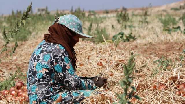 «من طلعة الفجرية بيغنوا».. نساء الدقهلية يقطفن محصول البصل الأحمر