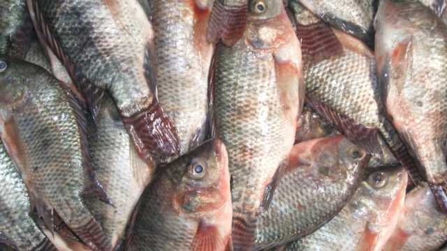 انخفاض جديد في أسعار السمك البلطي بالأسواق اليوم السبت