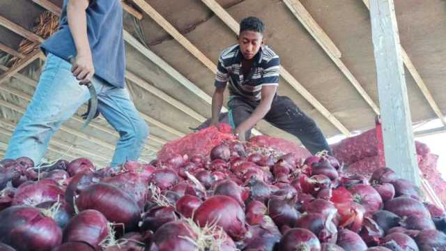 هل ينخفض سعر البصل بعد وقف تصديره؟.. متحدث «الزراعة» يجيب
