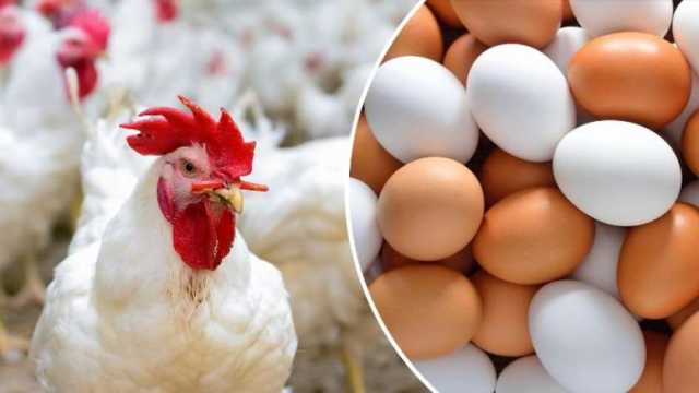 أسعار الفراخ في بورصة الدواجن اليوم الجمعة 1-3-2024.. استقرار ملحوظ