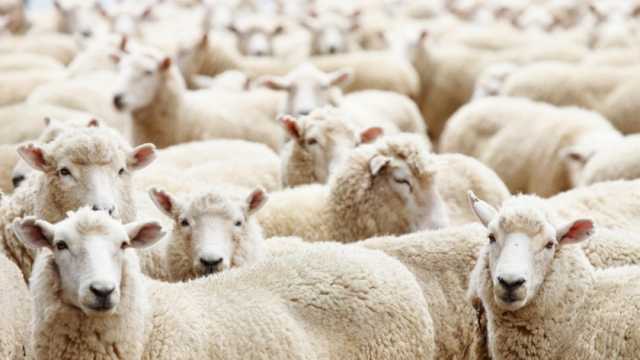 ما حكم ذبح الأضحية في البلاد الفقيرة بدلا من وطن المضحي؟