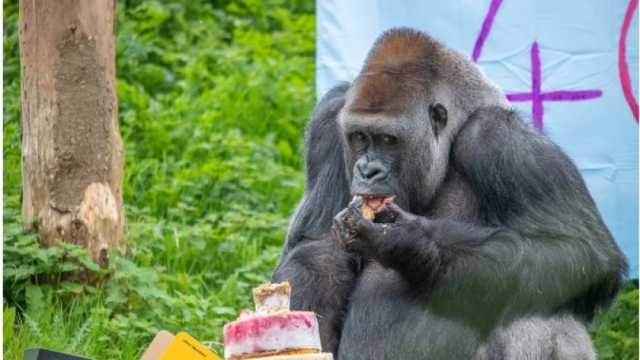 وفاة أقدم غوريلا في بريطانيا عن عمر ناهز 42 عاما.. «بطل مسلسل The Zoo»
