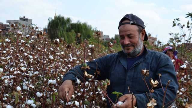معهد القطن: زراعة 30 ألف فدان من الذهب الأبيض هذا العام