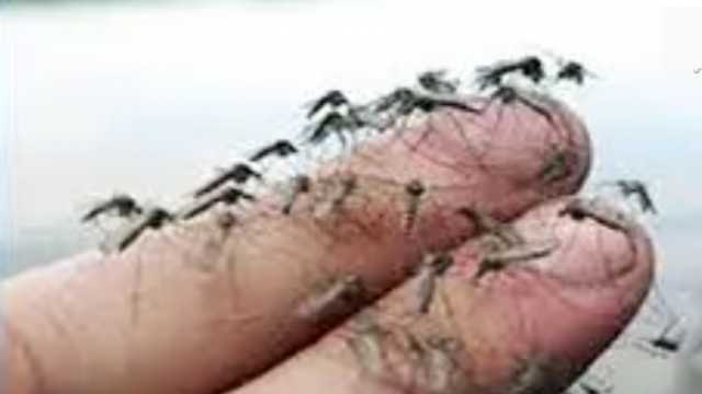 لتجنب لدغات الناموس.. احذر ارتداء هذه الألوان عند النوم