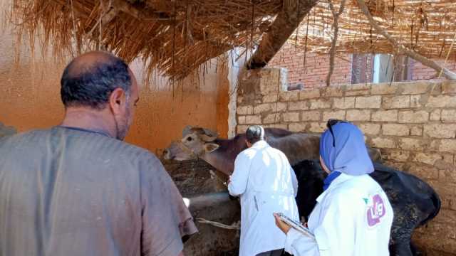 انطلاق حملة لتحصين الماشية ضد الأمراض المعدية في كفر الشيخ الأحد المقبل