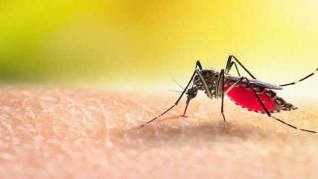 تفشي حمى الضنك في بنجلاديش بسبب تغير المناخ.. والبعوض يهدد حياة الآلاف