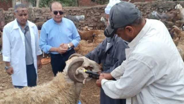 انطلاق الحملة القومية لتحصين الماشية ضد طاعون المجترات الصغيرة بالشرقية