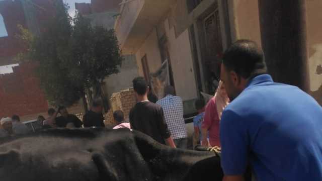 علاج 53 ألفا و579 رأس ماشية في قوافل بيطرية بالبحيرة