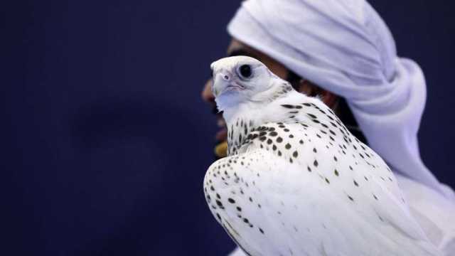 بيع صقر بـ400 ألف ريال في أحد المزادات العالمية.. 5 معلومات لا تعرفه عنه