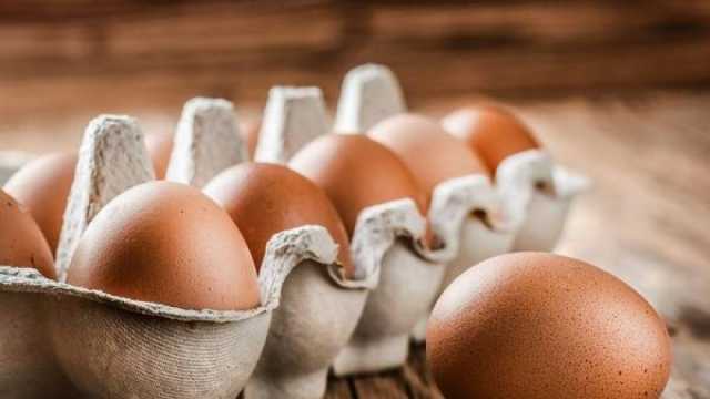 سعر كرتونة البيض في المزرعة وللمستهلك اليوم السبت