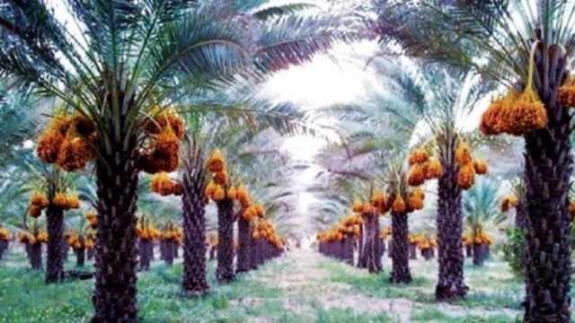 «معلومات الوزراء»: الوادي الجديد تنتج 175 ألف طن تمور سنويا