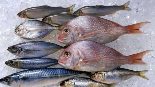 أسعار الأسماك في سوق العبور اليوم.. البلطي يبدأ من 20 جنيها