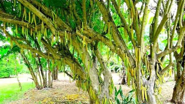 ما هي شجرة الشمع النادرة؟.. «طعمها مذهل وبذورها صالحة للأكل»