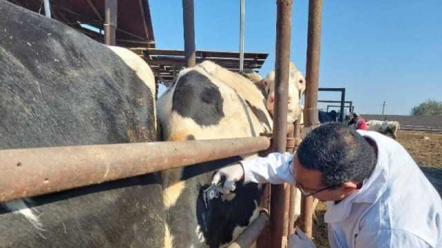 فحص 3500 رأس ماشية ضد البروسيلا والسل البقري في الشرقية