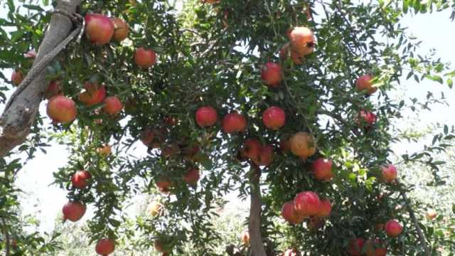 «الزراعة»: 21 ألف فدان إجمالي مساحة الثروة الزراعية في القاهرة