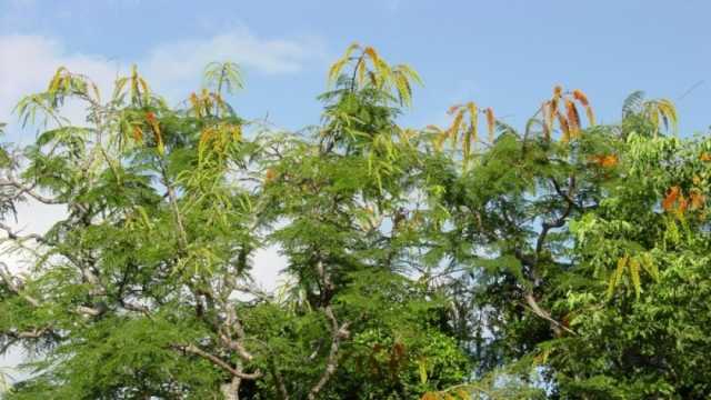 معلومات عن شجرة نادرة بحديقة حيوان الجيزة.. دراسة تكشف فوائدها المذهلة